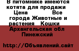 В питомнике имеются котята для продажи › Цена ­ 30 000 - Все города Животные и растения » Кошки   . Архангельская обл.,Пинежский 